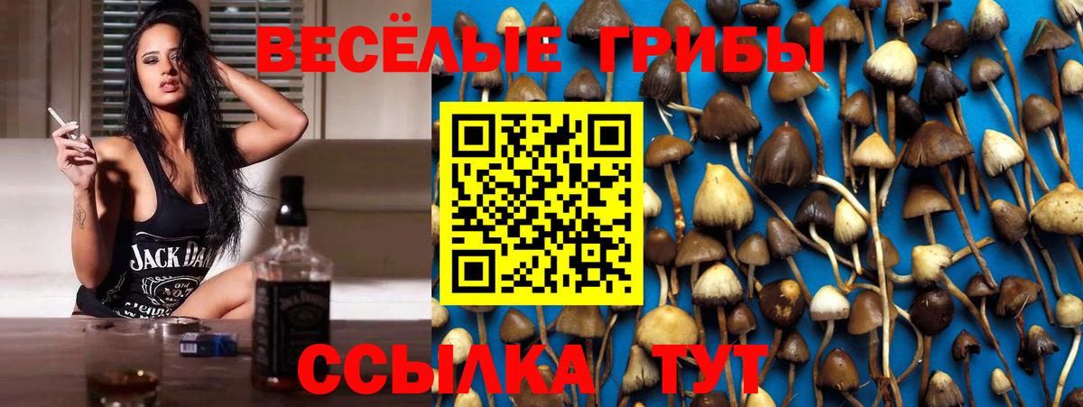 Псилоцибиновые грибы прущие грибы Тайшет